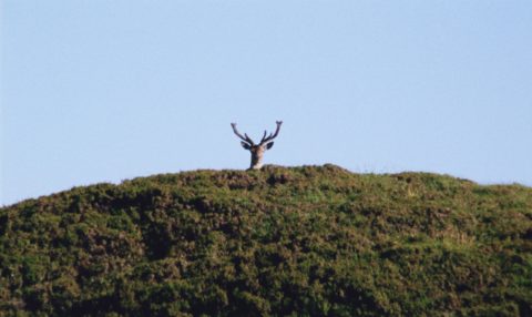 The antlered head of a deer is just visible above a textured green horizon, framed by a shapeless blue sky.