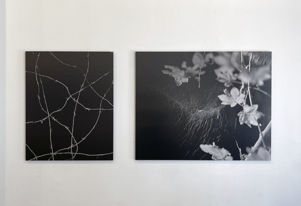 Black and white photographs of spiderwebs by Dylan Hausthor.