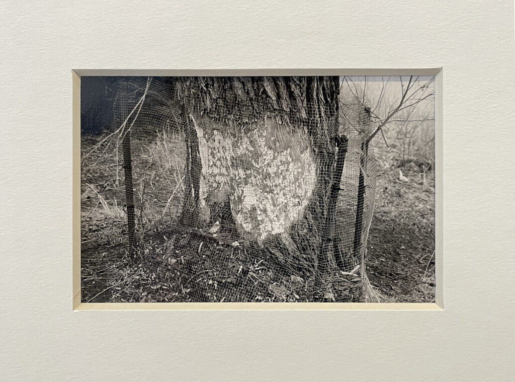 A black and white photograph of a beaver altered landscape by Travis Moorehead.