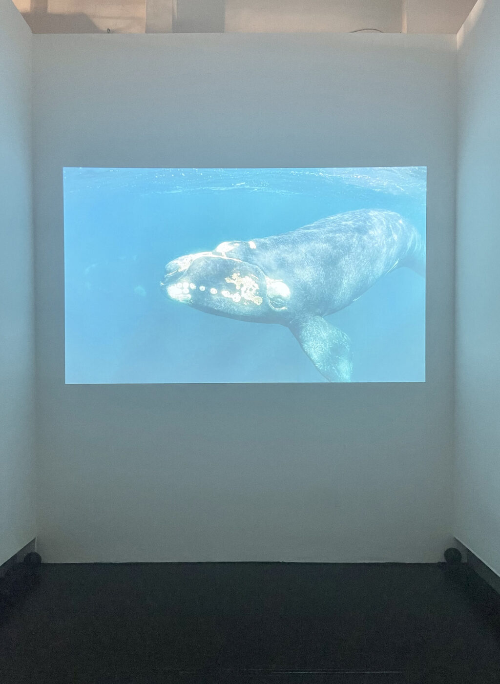 A projection of a whale in the back gallery of the exhibition in a new video work that accompanies the artistic installation.