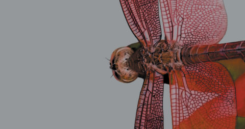 A cropped image of a painting of a red winged dragonfly from the cover of the book "The Last Window to Giraffe"