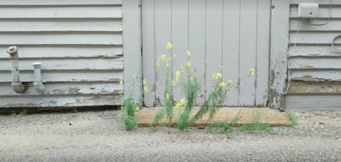 A cluster of yellow flowers with green stems -- maybe they're weeds -- sprout up from the edge of a wooden platform next to an old wooden structure