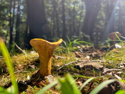 Chanterelle.jpg, Chanterelle 1, Stoneware Ceramic, 2.5"x2.5"x3", June 2024.