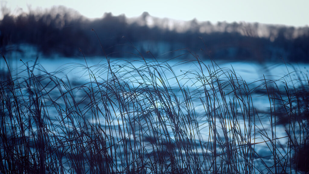 A still from Tom Bell's Salt Marsh film with sea grasses alongside the coast, cast in blue light. 